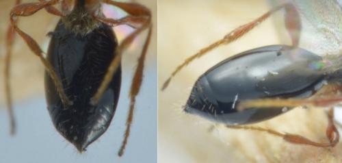 Réf. 242 851 : Spilomicrus sp.